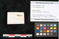 Foto (Objekt + Etikett) von Pinus hampeana Unger (NHMW-GEO-2024-0188-8088)